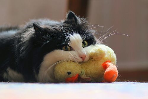 Cat with Cat Toy in its mouth