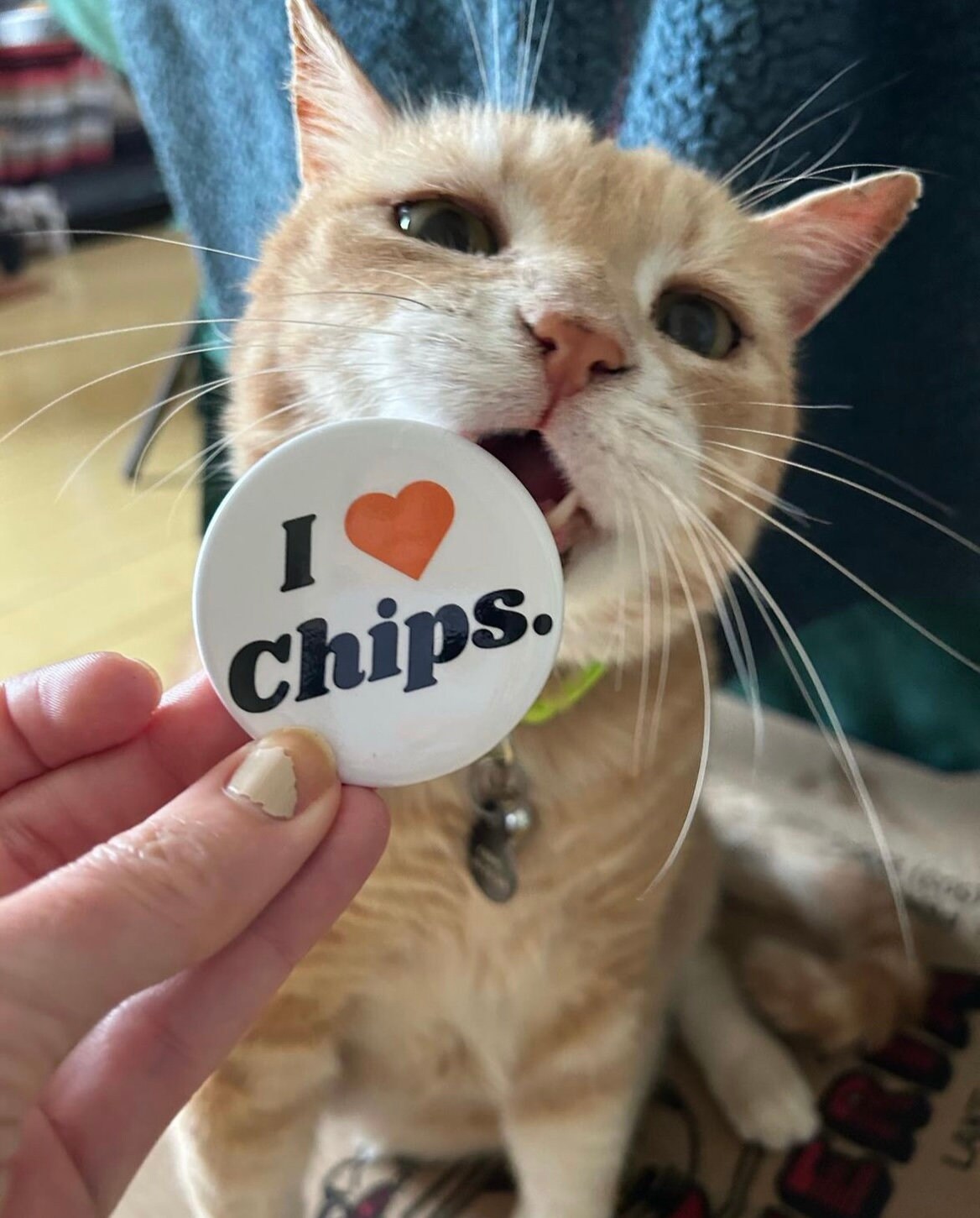 I love Chips pin button